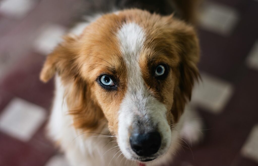 Provocare pentru iubitorii de animale: Pașii făcuți între 4 și 11 octombrie se transformă în hrană pentru animale