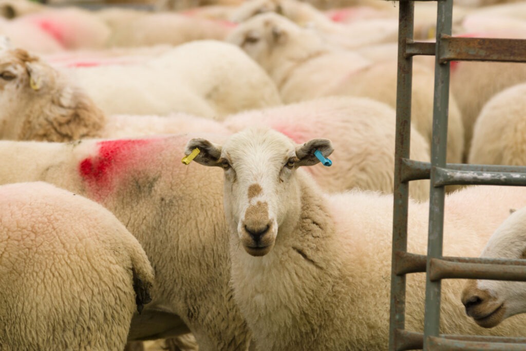 România pregătește reluarea exporturilor de ovine către Libia / ANSVSA discută condițiile sanitare și verificările în ferme și abatoare