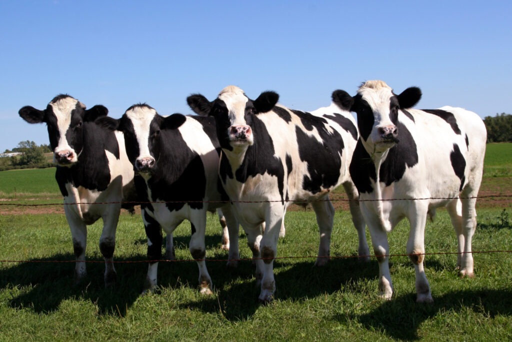 Cazuri de rabie confirmate la bovine în județul Harghita Zone de carantină și măsuri de siguranță
