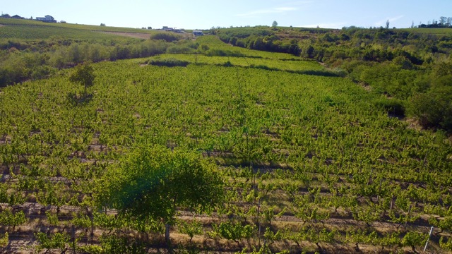Rânduri de viță de vie atent îngrijite la Crama Valens, strada Dealul Viilor, Prundeni.