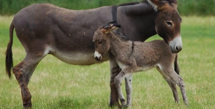 Animalele din ferma Stâna de Vaideeni, parte din producția proprie