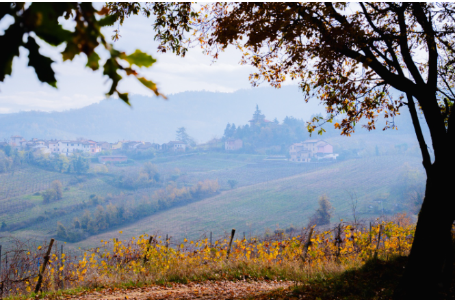 Oltrepò-Pavese-italia-vin-4