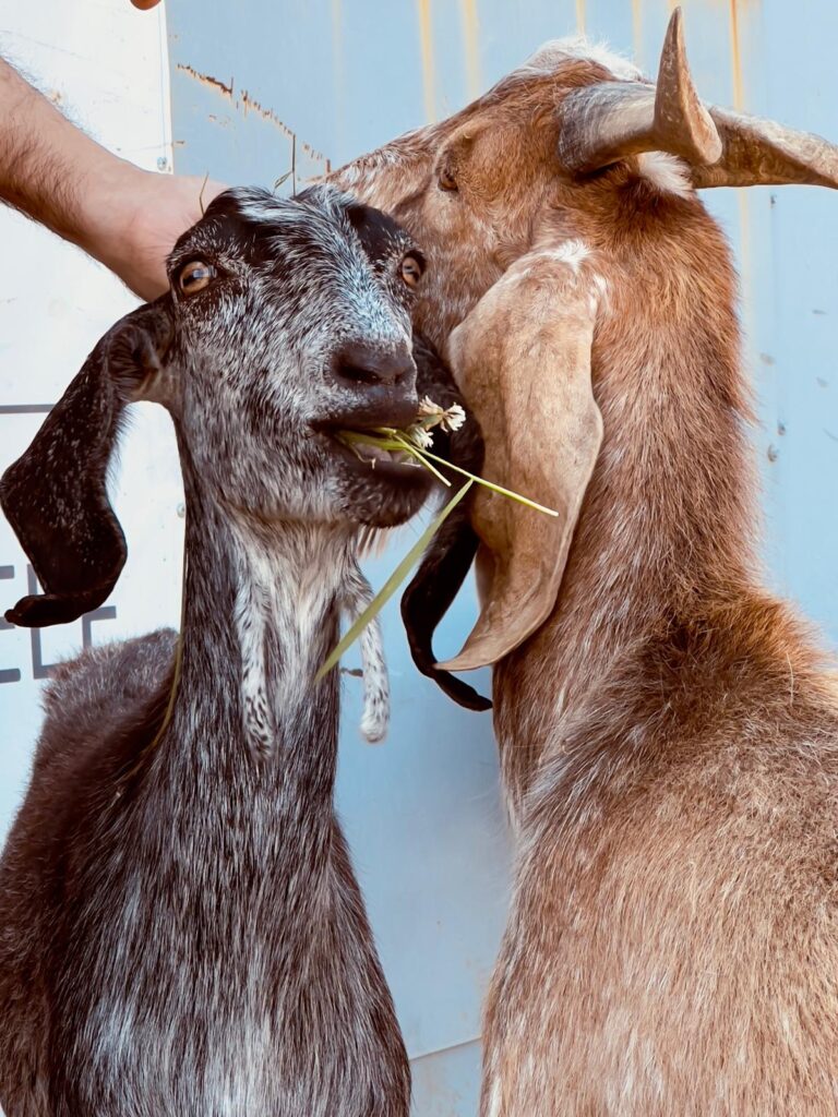 angus-farm-stefan-barbulescu-carne-de-vita-angus-aberdeen-angus-carne-grass-fed-100-grass-fed-vita-crescuta-pe-pasune-pasunat-regenerativ-ferma-de-vite-carne-de-vita-friptura-de-vita-carne-premium-restaurante-michelin-chefi-bucatarie-gastronomie-romania-ferma-romaneasca
