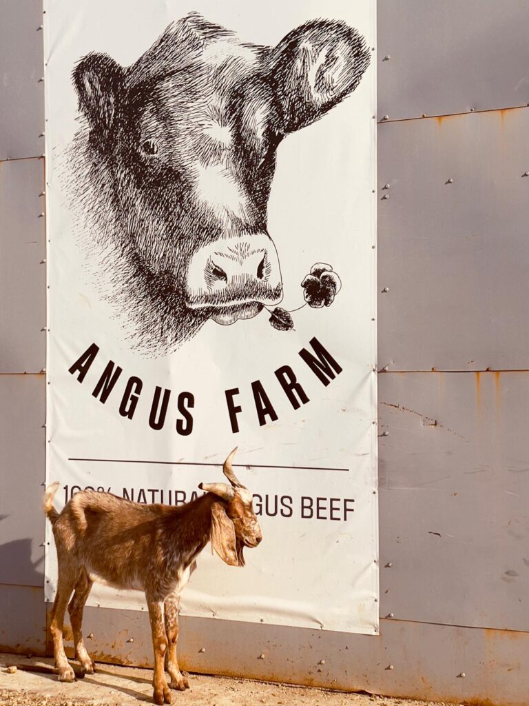 angus-farm-stefan-barbulescu-carne-de-vita-angus-aberdeen-angus-carne-grass-fed-100-grass-fed-vita-crescuta-pe-pasune-pasunat-regenerativ-ferma-de-vite-carne-de-vita-friptura-de-vita-carne-premium-restaurante-michelin-chefi-bucatarie-gastronomie-romania-ferma-romaneasca