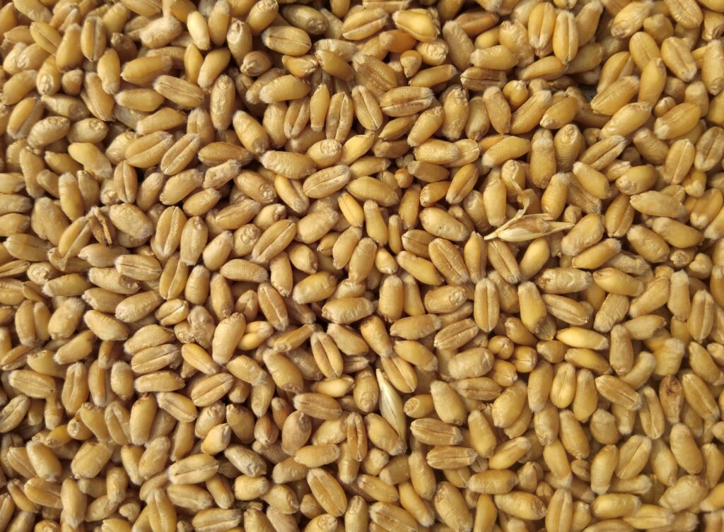 Estonia interzice tranzitul cerealelor din Rusia și Belarus / Tallinn vrea să împiedice porturile baltice să devină rute alternative de export