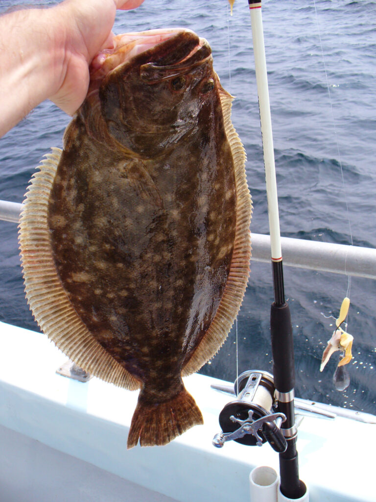 flounder-peste-peste-plat-flat-is-back-peste-viral-trend-culinar-trend-social-media-peste-local-peste-salbatic-pescuit-local-fructe-de-mare-seafood-somon-cod-creveti-retete-peste-proteine-alimentatie-sanatoasa-consum-local-sustenabilitate-pescuit-massachusetts-chefi-restaurante