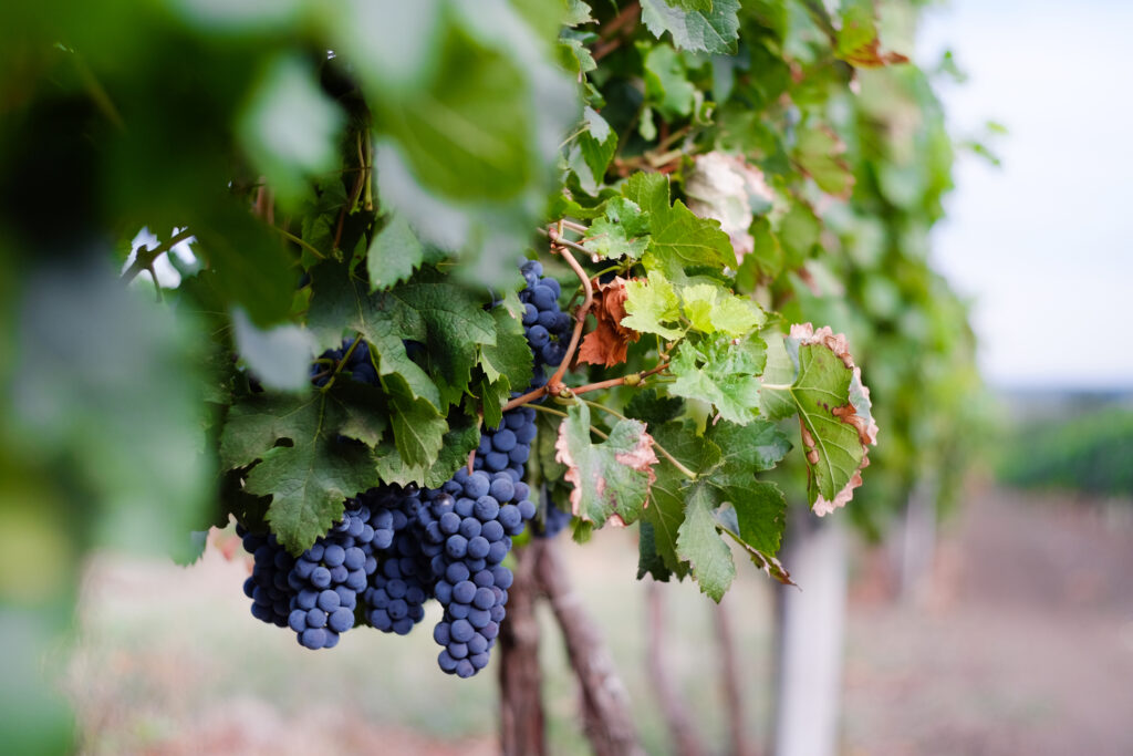 APIA: Producătorii viticoli mai pot cere sprijin pentru asigurarea recoltei până la 15 octombrie