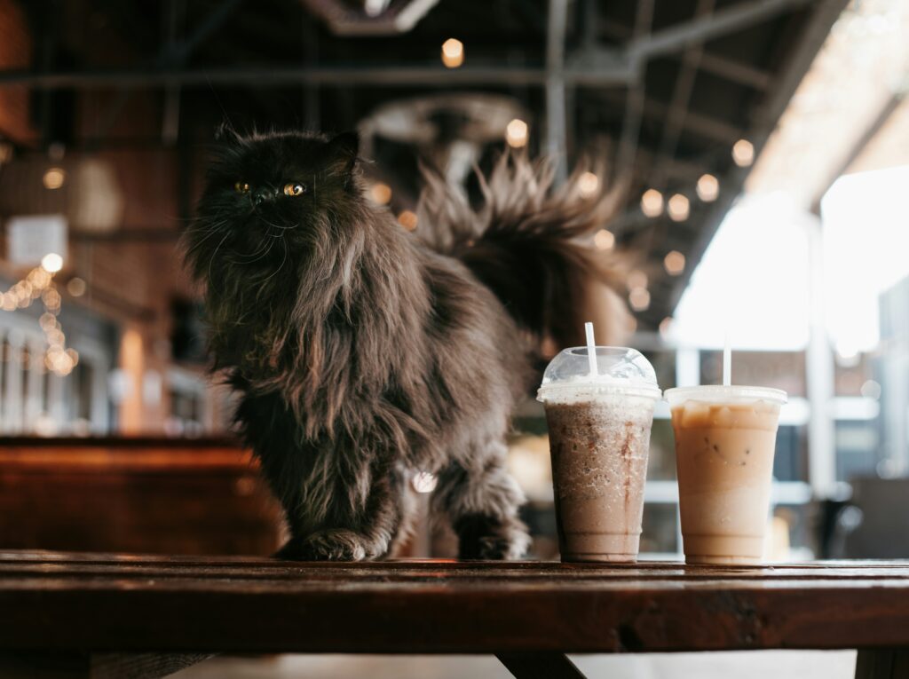 Japonia începe prima inspecție națională a cafenelelor cu animale Peste 1.700 de animale au fost găsite în doar 25 de localuri
