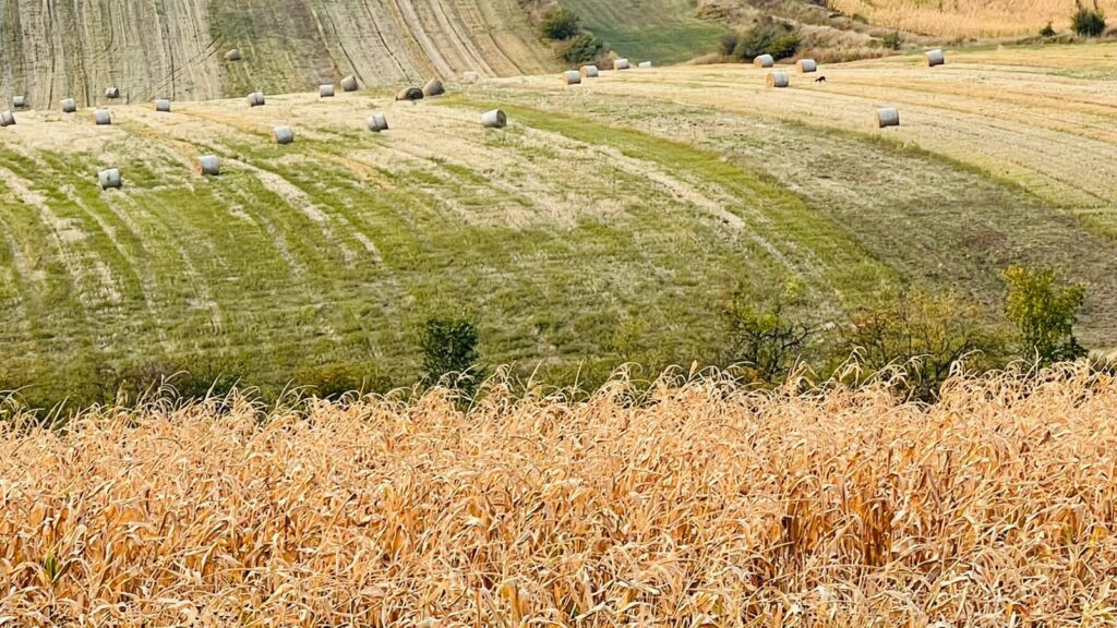 „Fructele noastre vor ajunge la gunoi”, „UE ne va lua pământurile” sau „vom fi obligați să folosim semințe modificate genetic” – Cele mai răspândite falsuri despre agricultura Moldovei în UE / Ce este adevărat despre exporturi, terenuri și OMG-uri