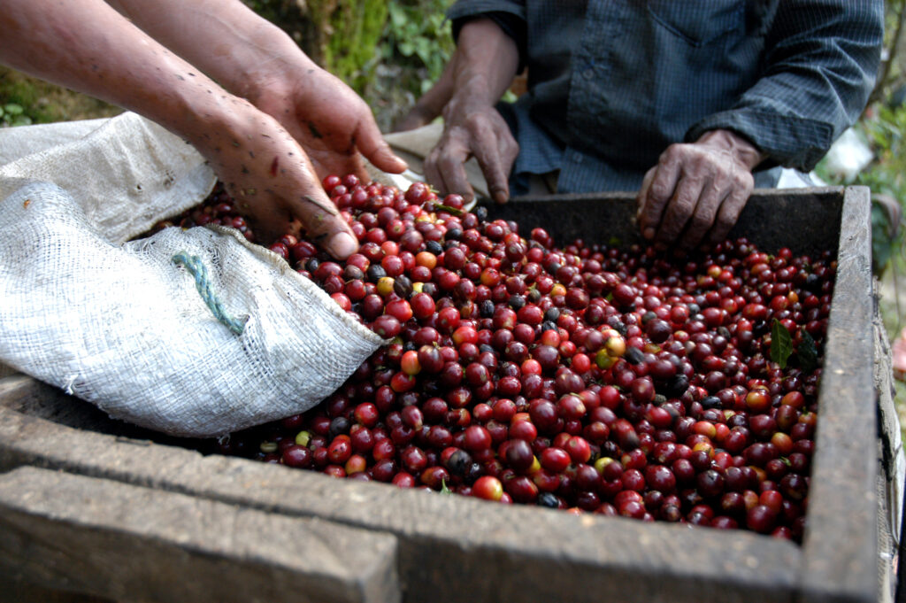 Cafeaua cultivată în Italia, o premieră care ar fi părut imposibilă acum câteva decenii La Palermo a fost recoltat primul lot de Arabica / Cum schimbă clima agricultura