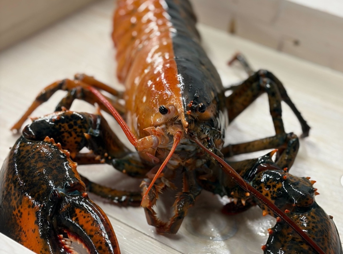 Un homar cu două culori, extrem de rar, descoperit de pescari